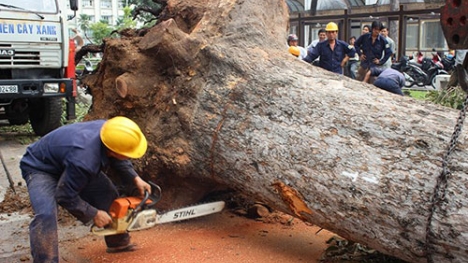 Tp Hồ Chí Minh: Hạ cây cổ thụ mang đi bán củi?