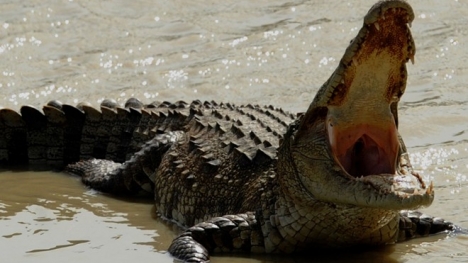 Cận cảnh đảo cá sấu nơi 1.000 binh lính Nhật đi qua còn 20 người sống