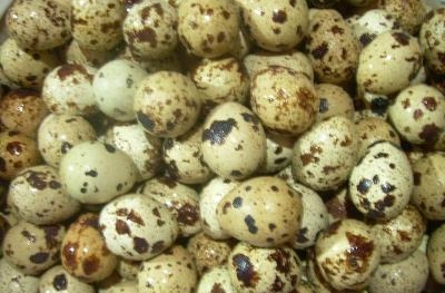 Những công dụng không ngờ của trứng chim cút