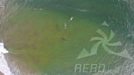 Thót tim khoảnh khắc cá mập khổng lồ bơi quanh mà không biết