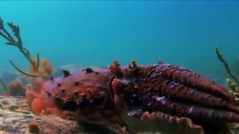 Xem mực khổng lồ thôi miên con mồi rồi đớp gọn