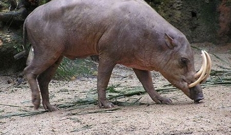 Heo rừng cắn chết một phụ nữ