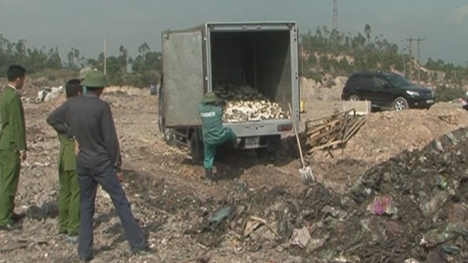 Tiêu hủy 1,4 tấn cá nóc độc tại Quảng Ninh