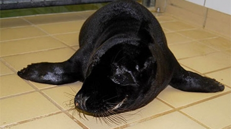 Xem hải cẩu vừa hứng vòng vừa tung hứng đùa nghịch đáng yêu