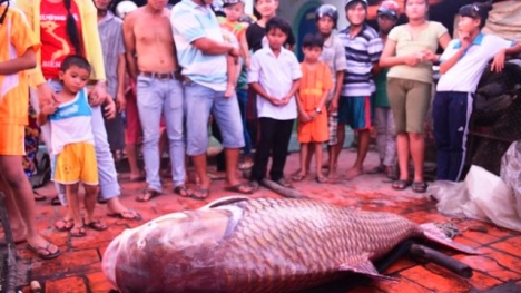 Cá hô 'khủng' nặng 130 được bán với giá 162 triệu đồng