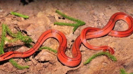 Rắn hổ lửa ngậm cóc bò vào phòng ngủ bị đập chết