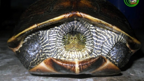 Đà Nẵng: Đã xác định chính xác tên của rùa lạ