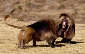 Vua khỉ đầu chó bị 'hạ bệ' vì quá nhiều 'thê thiếp'