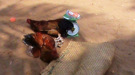 Đột kích trường gà giữa rừng tràm, hàng chục con bạc nhảy xuống kênh