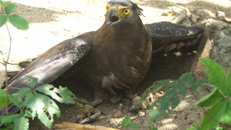 Phát hiện chim lạ cánh dài hơn 1m, nghi đại bàng ở Phú Yên