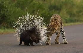 Sư tử đổ máu vì đại chiến với nhím xù