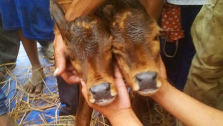 Đổ xô xem bê hai đầu ở An Giang