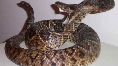 Tận mục 6 loài rắn cực độc trên thế giới