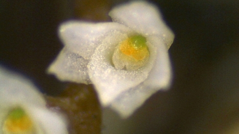 Phát hiện ra loài hoa lan nhỏ nhất thế giới