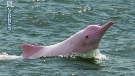 Video: Cận cảnh chú cá heo màu hồng quý hiếm trên thế giới