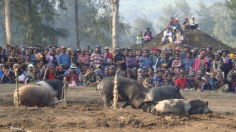 Hỗn chiến vì một con lợn, 10 người thiệt mạng