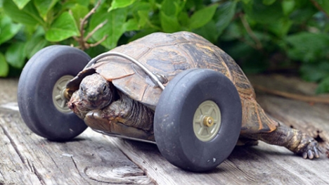 Video: 'Cụ' rùa 90 tuổi được lắp bánh xe làm chân giả