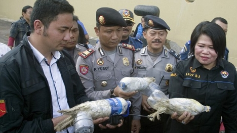 Phá đường dây 'vẹt đóng chai' của những kẻ buôn lậu chim quý