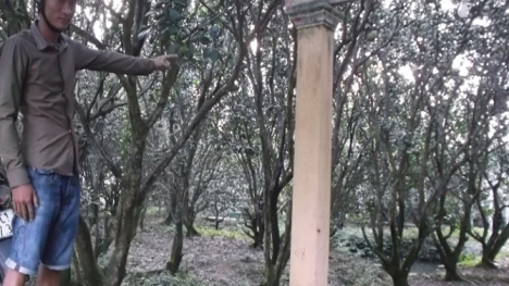 'Rắn thần' xuất hiện ở Vĩnh Long gây hoang mang