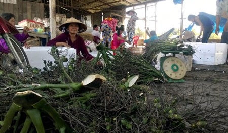 Thương lái thu mua cau non bất thường bán sang Trung Quốc