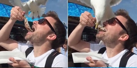 Video: Du khách bất ngờ bị chim mòng biển 'cướp' miếng ăn ngay trên miệng