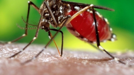 Tiêu diệt muỗi bằng cách thay đổi giới tính của chúng