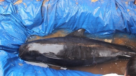 Cá voi hơn 300kg dạt vào bờ biển Quảng Nam