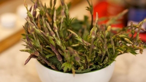 Sốc loại rau giá 28 triệu/kg đại gia săn lùng