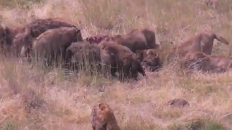 Sư tử và linh cẩu đại chiến giành xác trâu rừng