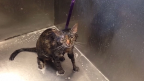 Mèo lười tắm tập nói như người để phản đối