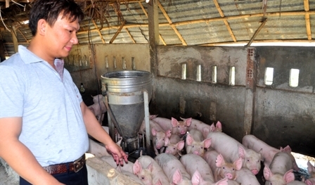 Bỏ việc kỹ sư về quê chăn nuôi kiếm bộn tiền