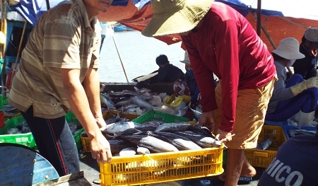 'Săn' cá ngừ sọc dưa, ngư dân lãi trăm triệu/chuyến