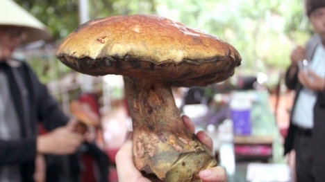 Nửa triệu đồng một cân nấm gan bò Đà Lạt