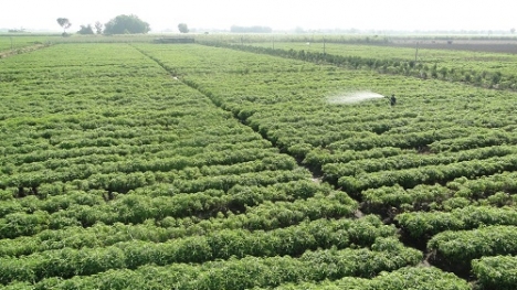 Đa dạng sản phẩm từ cây hoàn ngọc