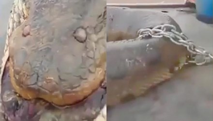 Video: Rắn khổng lồ bị trói bằng xích trên ô tô tải