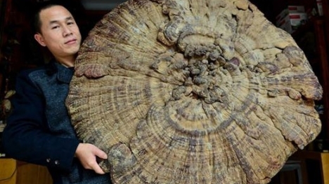 Vì sao nấm linh chi Thái Sơn giá 22 nghìn tỷ/25kg