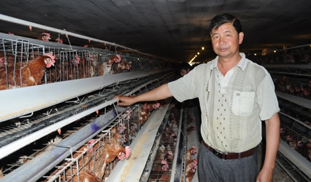 Nông dân thu lãi 3 tỷ mỗi năm nhờ trang trại gà