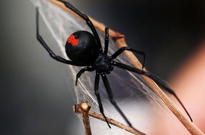 Cận cảnh loài nhện góa phụ đen có nọc độc gấp 15 lần rắn chuông
