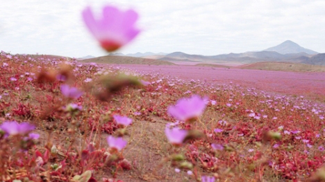 Cận cảnh cánh đồng hoa đẹp hút hồn hồi sinh ở sa mạc khô cằn nhất thế giới