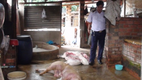 Bắt quả tang cơ sở giết mổ lợn sốt xuất huyết