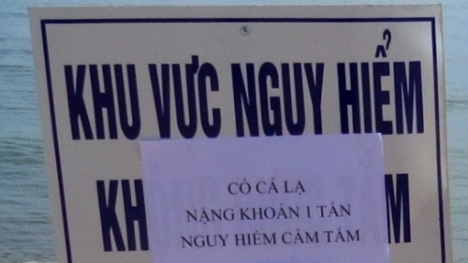 Tin tức mới nhất ngày 19/11: Thông tin mới vụ cá 'khủng' 1 tấn ở biển Phú Yên