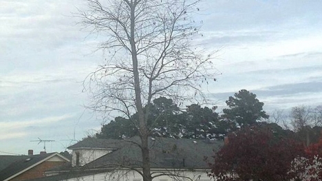 Bé trai 6 tuổi mắc kẹt trên ngọn cây cao 20m được giải cứu 