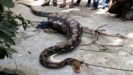 Quảng Nam: Vây bắt trăn khủng dài 5m nuốt chửng bê con