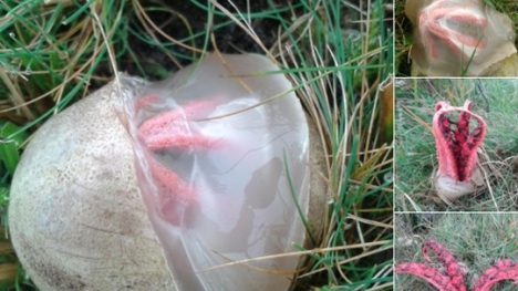 Thực hư về bức ảnh 'trứng người ngoài hành tinh' trên mạng xã hội