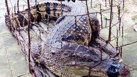Bắt cá sấu dài 1,2 mét trong khu dân cư