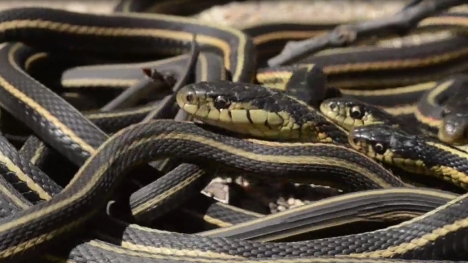 Video: Chơi đùa với hàng vạn con rắn tại động rắn ở Canada