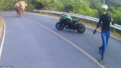 Video: Hãi hùng cảnh chạm trán với voi của cặp đôi ở giữa đường