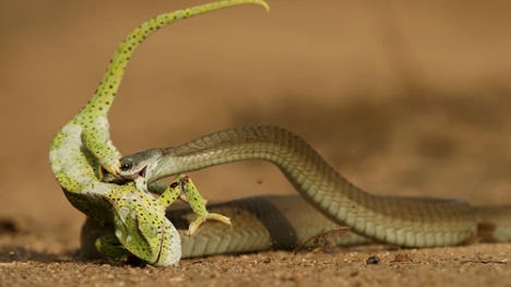 Tắc kè hoa chết thảm khi quyết chiến với rắn độc boomslang 