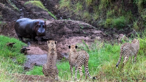 Hà mã đơn độc điên cuồng tấn công, rượt báo đốm chạy thục mạng