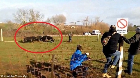 Video: Bò tót điên cuồng tấn công, đâm gãy chân cụ ông 70 tuổi